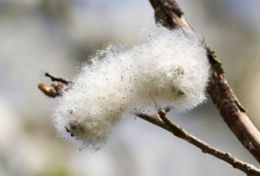 What is the White Fluff That Floats Thru the Air in Fall?